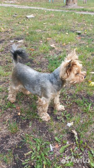 Йоркширский терьер, мальчик