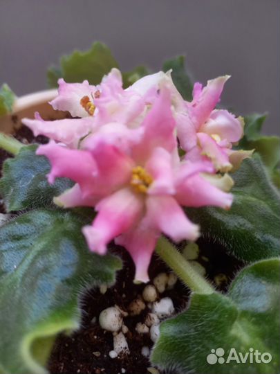 Фиалки цветущие в горшке