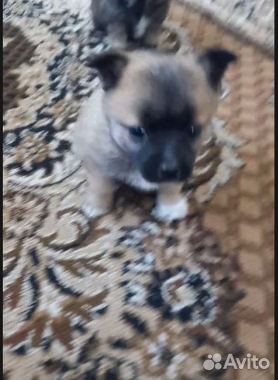 Щенята в добрые руки