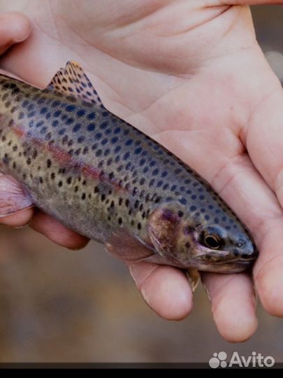 Стальноголовый лосось