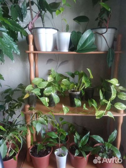 Комнатные растения