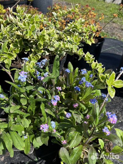 Почвопокровные растения, травы