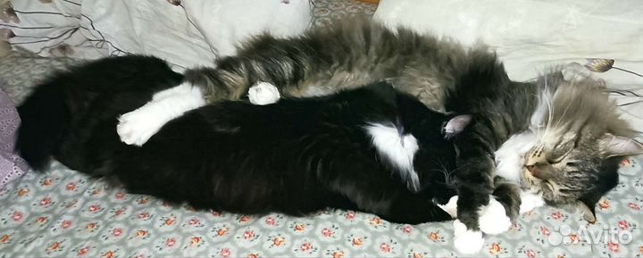 Коты в добрые руки