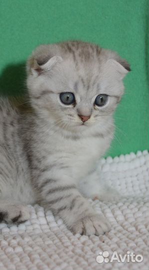 Вислоухмй серебристый мальчик