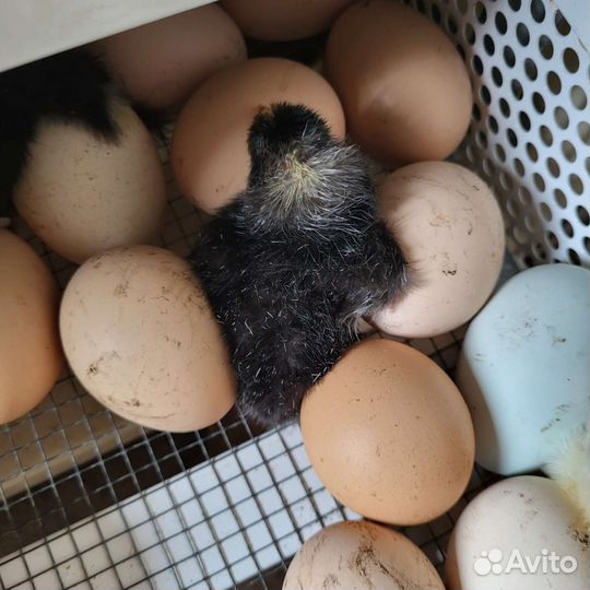 Цыплята суточные смешанных пород
