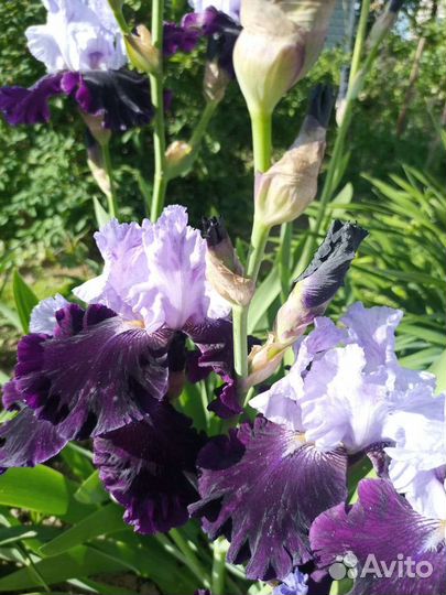 Ирисы бородатые сортовые