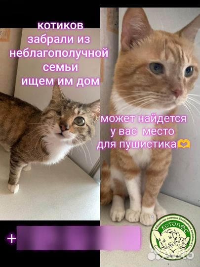 Кошки, коты в добрые руки