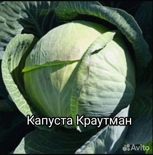 Капуста. Семена профессиональные