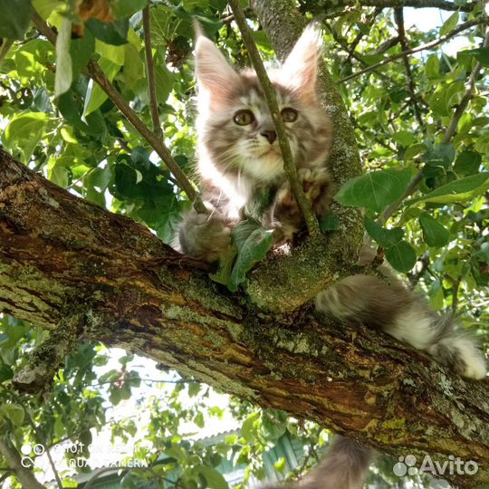 Котята Мейн Кун