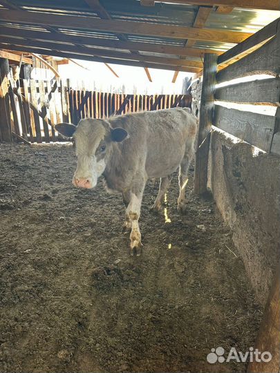 Продам бычков