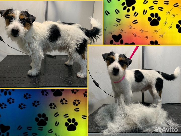 Грумер Московский район