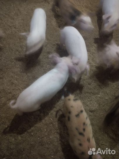 Поросята на откорм