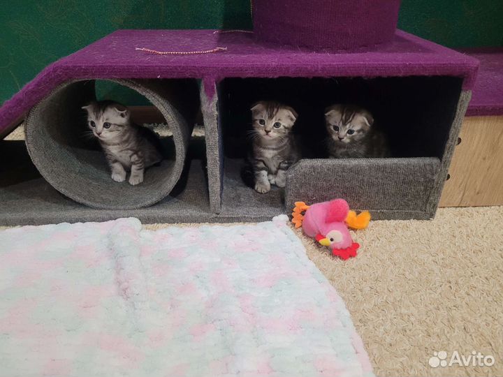 Котята Шотландская, родители умные и красивые