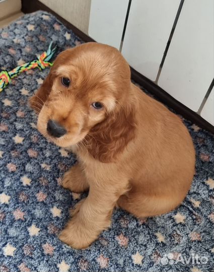 Английский Кокер спаниэль