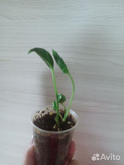 Эпипремнум годзилла