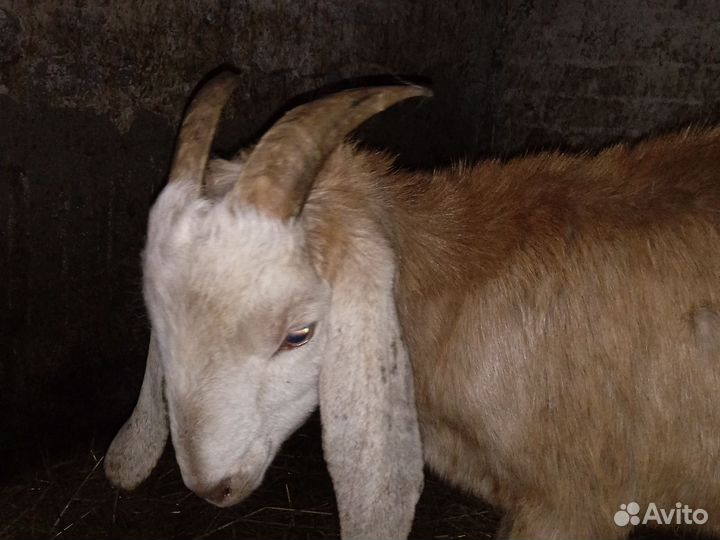 Нубийский козел