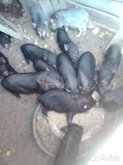 Вьетнамск вислобрюхий поросенок