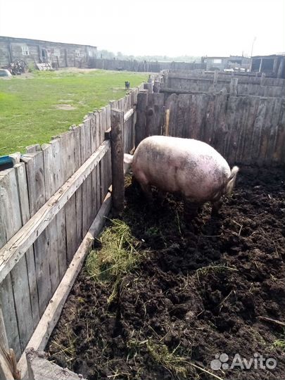 Кабан на племя