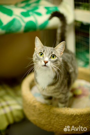 Кошка в дар