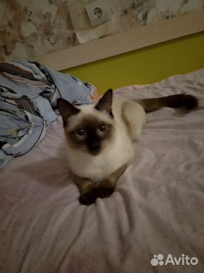 Кошка в добрые руки