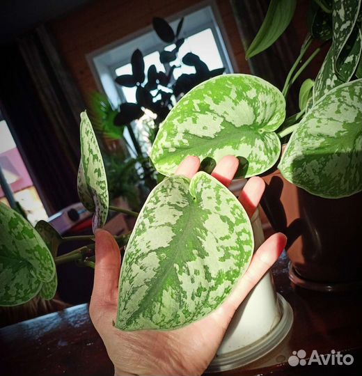 Сциндапсус Пиктус Треби