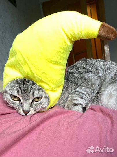 Шапка для кошки