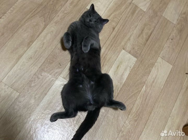 Отдам кота в хорошие руки