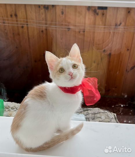 Котенок мальчик Сеня