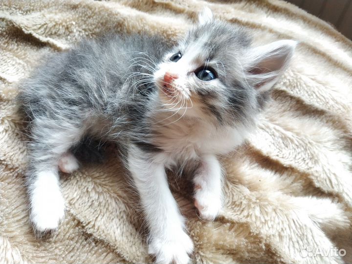 Котенок в добрые руки