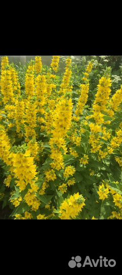 Многолетние садовые цветы