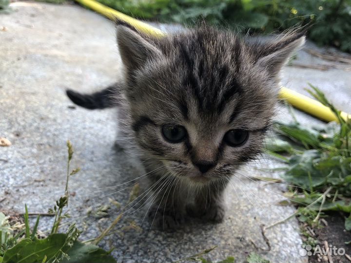 Котята в добрые руки даром