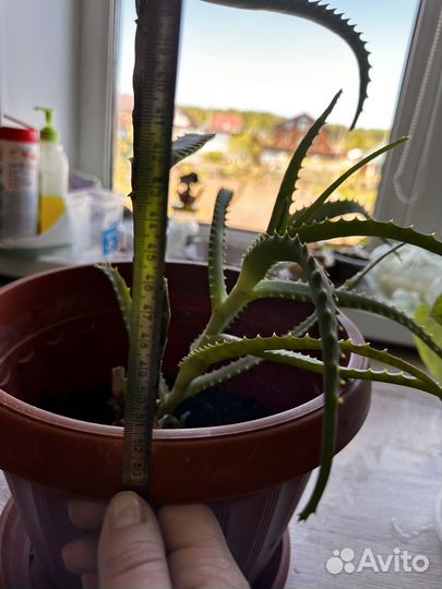 Алоэ столетник 4 года