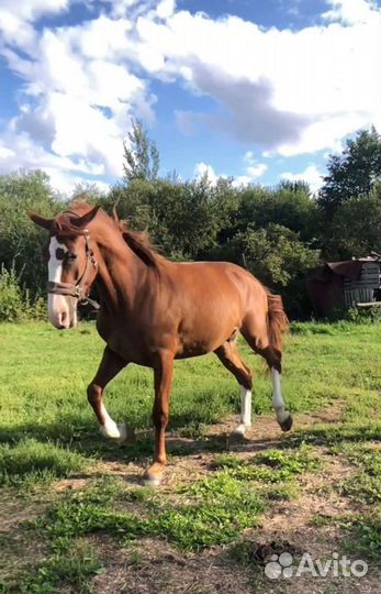 Конные прогулки