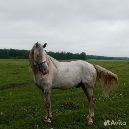 Жеребец Орловский рысак