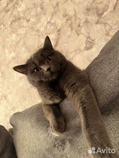 Шотландская прямоухая кошка