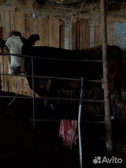 Корова и теленок