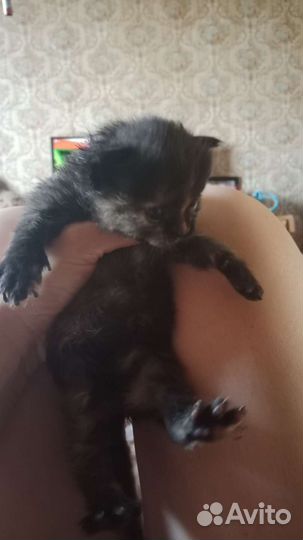 Продам котят