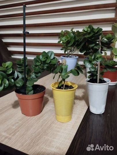 Комнатные растения: лимон, гардения, кофе и др
