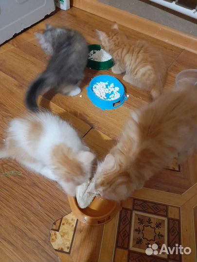 Котята в добрые руки бесплатно