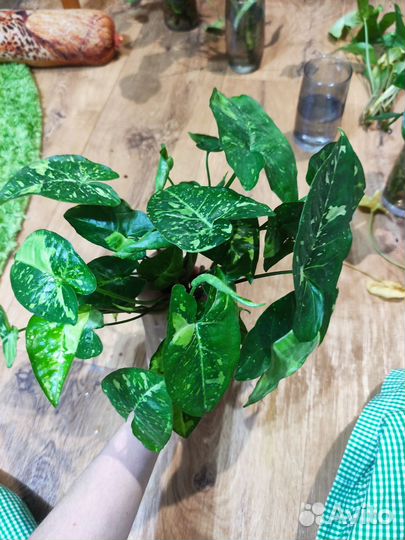 Черенки сингониумов разные