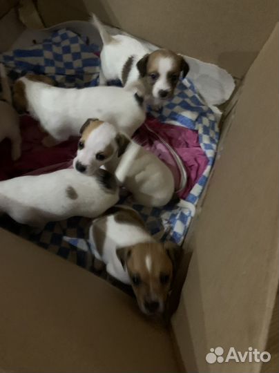 Джек Рассел терьер