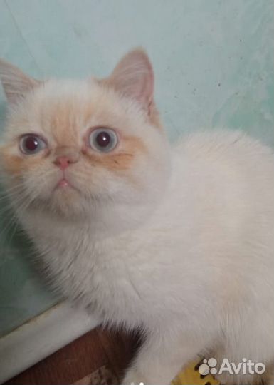 3 Кошки и кот
