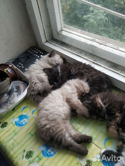 Котята пушистые