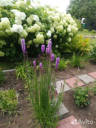 Астильбы,Лиатрис,Гайлардия