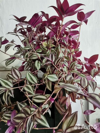 Традесканция Зебрина