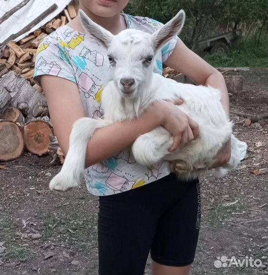 Козы и козлята