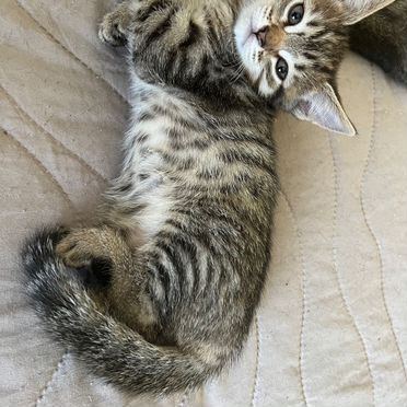Оцикет котёнок
