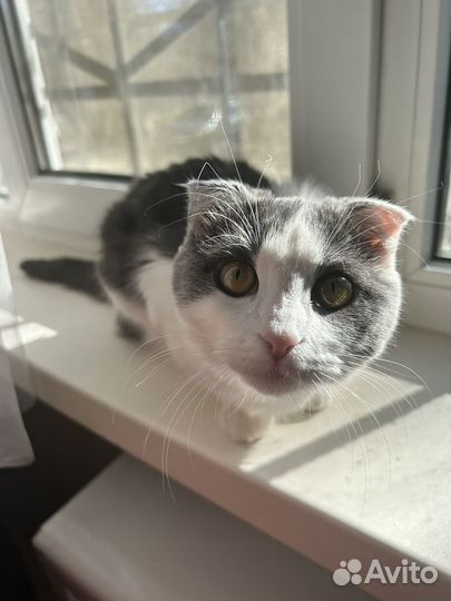 Отдам кошку в добрые руки