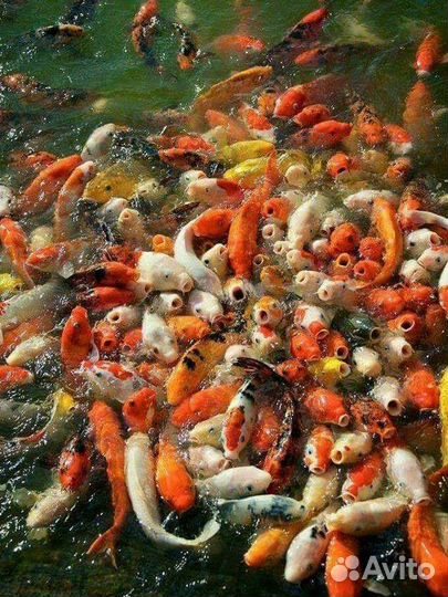 Карп кои и нимфеи