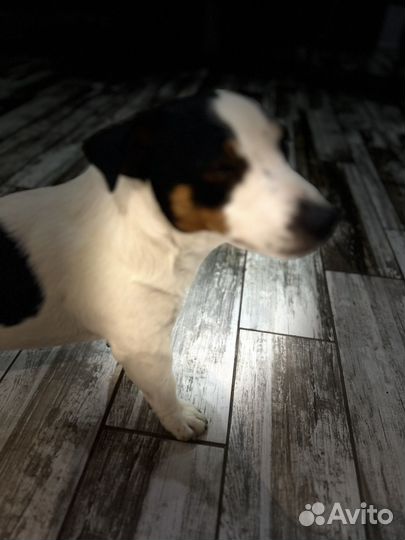 Джек рассел терьер